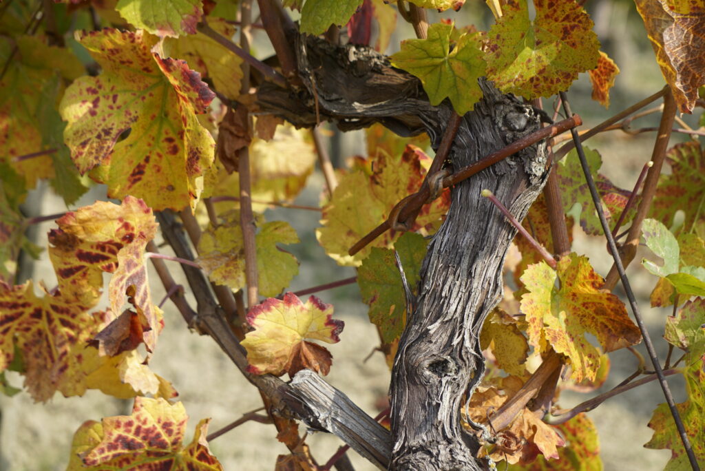 Scopri la magia del foliage nei vigneti dell’Oltrepò Pavese e vivi un’esperienza autunnale tra passeggiate, colori e degustazioni di vini locali.