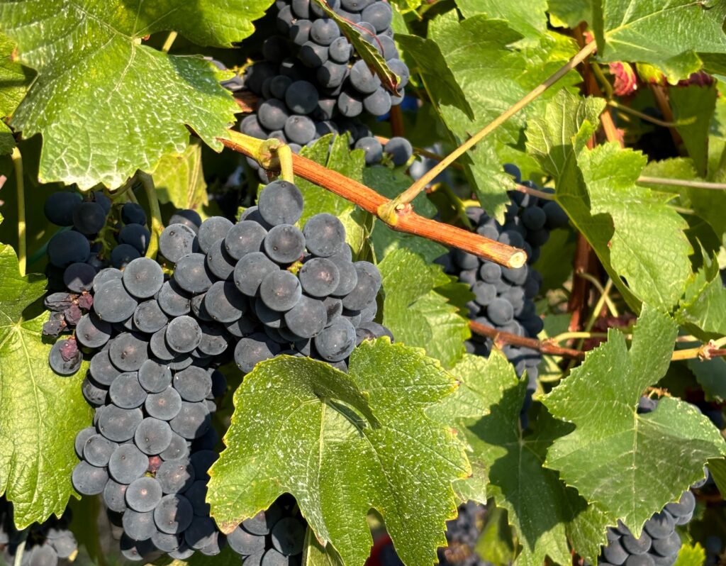 La vendemmia è arrivata prima del previsto. Tra Pinot Nero, pioggia e nuovi appuntamenti, agosto in Oltrepò ha un ritmo tutto suo.